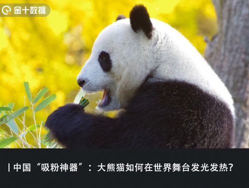 17国租借,年入超34亿 中国大熊猫是如何成为各国 摇钱树 的