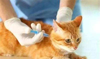 10问铲屎官 猫咪疫苗你知多少 都懂了才不会被宠物医院坑