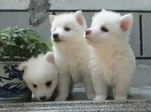 图 出售纯种银狐幼犬 健康有保障 售后签协议 高品质 成都宠物狗 
