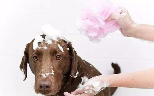 帮狗狗洗澡也有错 这几种情况给狗狗洗澡等于给狗狗上 酷刑
