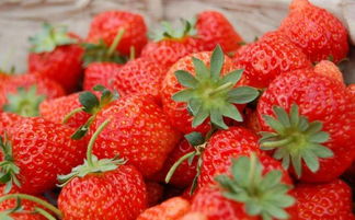 芜湖最全的采草莓地图 部分草莓园已降价至每斤15元 