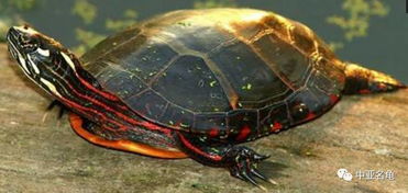 科普贴,12种常见家养宠物乌龟的品种 