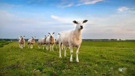 来了 蒙古国捐赠的3万只活羊已全部进入隔离区,为何选择送羊