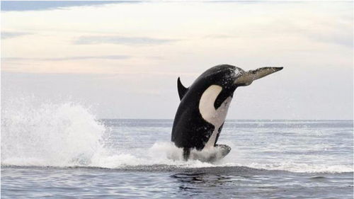 智商顶级的动物之一虎鲸的捕食方法,你了解多少 