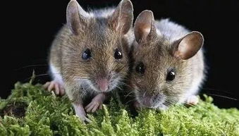 北京确认鼠疫病例 那让你又亲又抱的土拨鼠是重点感染源