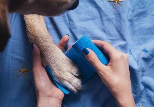 为什么狗狗会频繁舔自己爪子呢 面对狗狗这种行为宠主该怎么做呢
