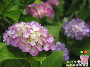 6月份开花的植物介绍 