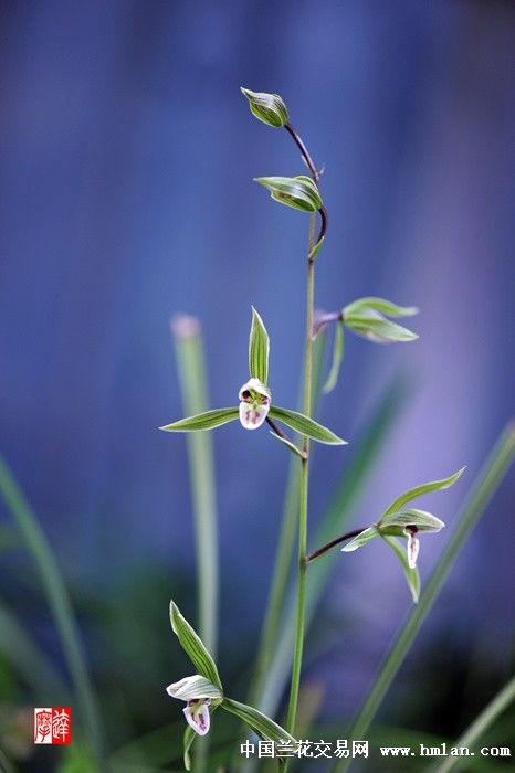 2015寒花 错爱 