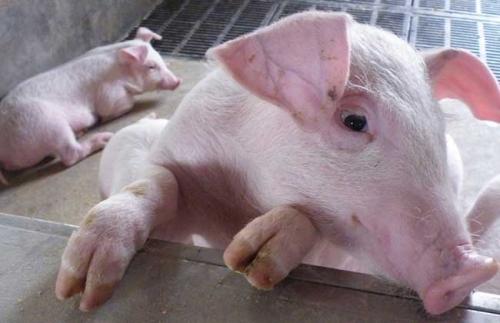 猪瘟疫情最新消息 慢性猪瘟怎么治疗 猪瘟的防治措施 