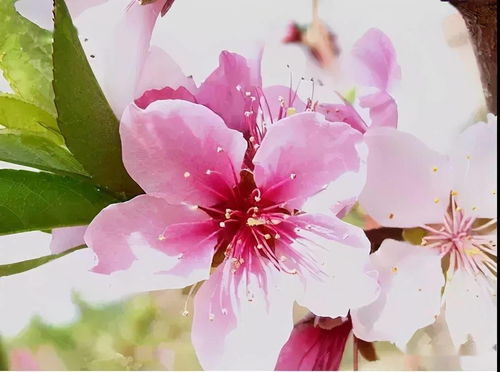 瑞贝卡 桃花 杏花 梨花 李花 樱花......你分不清吧 