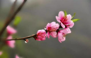 关于桃花与幸福的诗句有哪些
