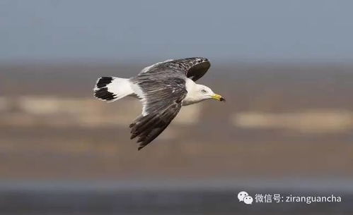 不同状态的水鸟,过目难忘,学观水鸟的可以收