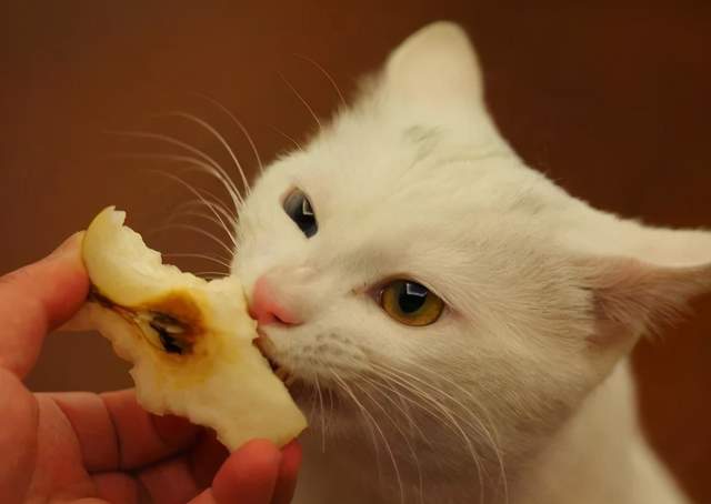 猫咪不能吃的 食物 清单,你喂过吗