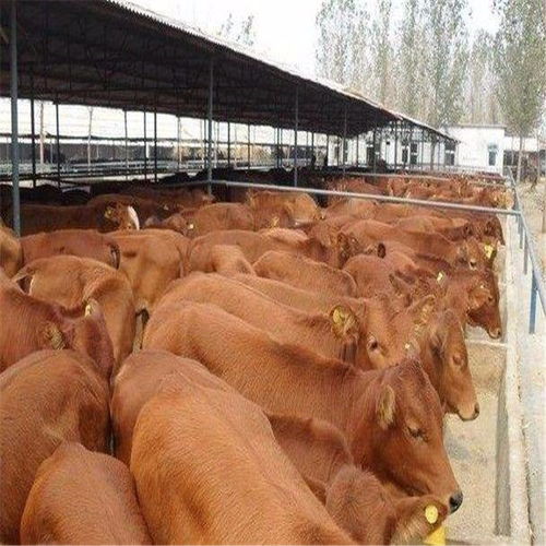 现在一头牛市场价值多少钱一吨