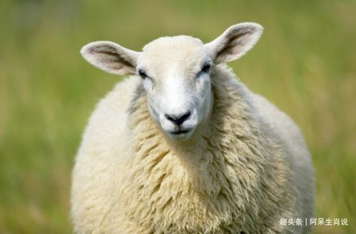79年羊人命运(79年属羊人的一生运势)