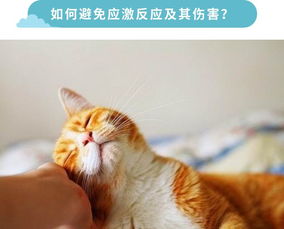 谈 激 色变 猫咪的应激反应该如何应对