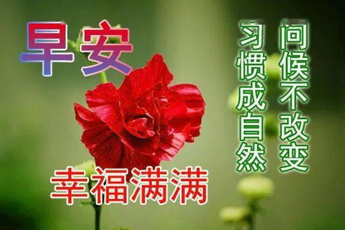 早晨好温馨问候祝福语表情图片带字温馨 温暖祝福朋友早上好问候图片大全