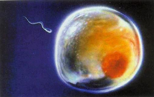备孕期天天同房，精子和卵子总会相遇？