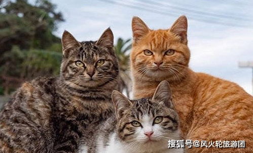 除了狸花猫和橘猫,还有哪种喵,能被称为中华田园猫的门面担当