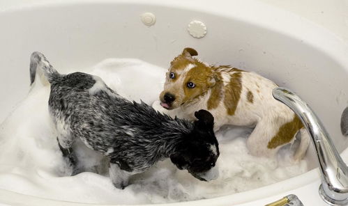 狗狗怕水才讨厌洗澡 错了,了解一下正确的洗狗知识吧