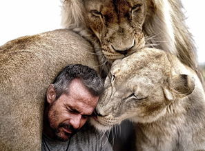 像家人般亲密拥抱 狮子们头贴头在他面前超爱撒娇