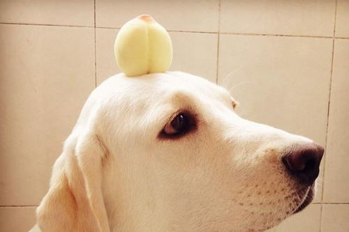 用水果给狗狗加个餐,桃子是一个好选择吗 狗狗吃桃子的正确姿势 