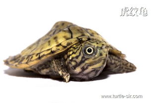 虎纹蛋龟 虎纹龟 虎纹麝香龟的特点是哪些 龟谷鳖老