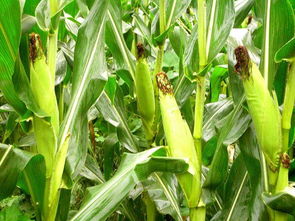 玉米丰产穗期如何栽培管理,冬季种玉米能高产的方法？