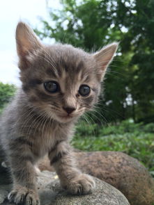 中国的家猫土猫有灰色的毛,蓝色的眼睛吗 昨天我碰巧看到一只就买了,才30块钱,很可爱,就是不知道是 