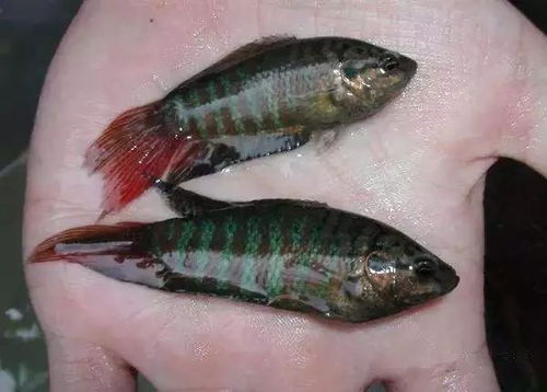 在攸县长大的,你知道这几种鱼叫啥名字吗