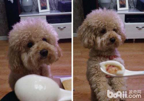狗可以吃汤圆吗,狗可以吃汤圆吗芝麻的