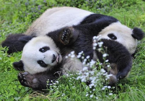 熊猫在古代叫什么 