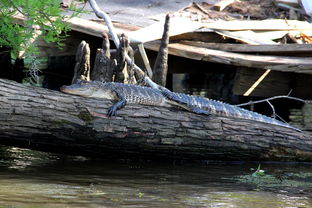 鳄鱼,沼泽,八优,动物,路易斯安那州,野生动物,河,捕食者,日光浴,自然,gator 