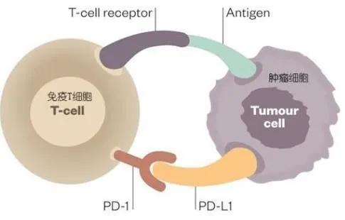 免疫系统如何打败癌细胞 高分动画来了