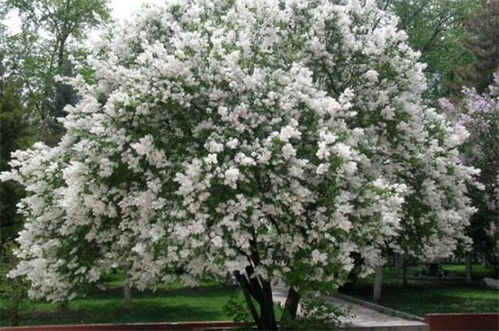 丁香树能栽在院子里吗,丁香树栽在大门两侧好吗？