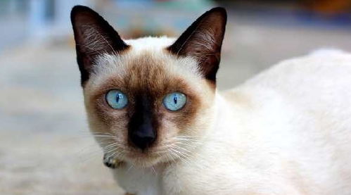 关于暹罗猫你了解多少呢 一篇文章让你更加了解暹罗猫的特征习性