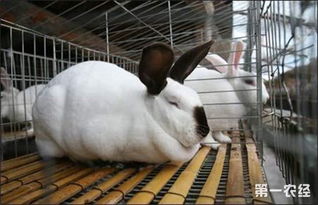 提高兔子繁殖能力的管理要点