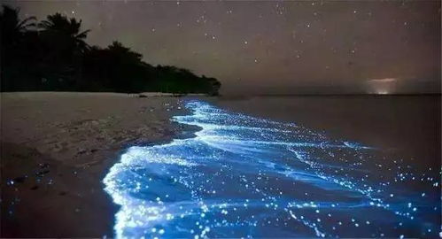 世界最美的荧光海你一定没见过,就在深圳出现