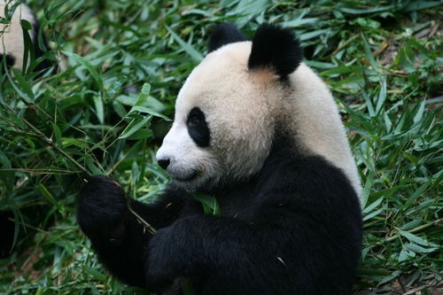 逍遥自在的野生大熊猫 晒太阳 偷蜂蜜 上山 喝茶 忙不停