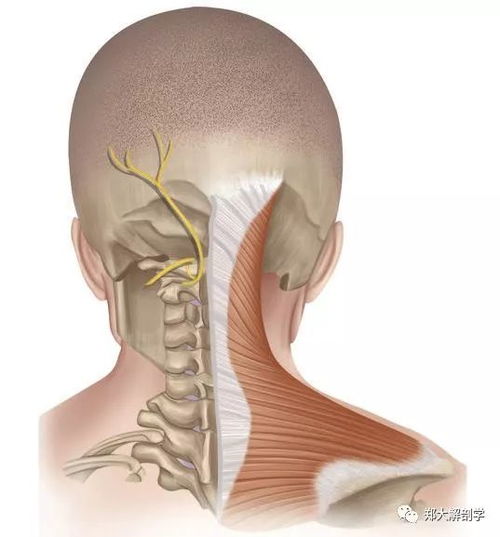 脊柱检查 颈椎后部