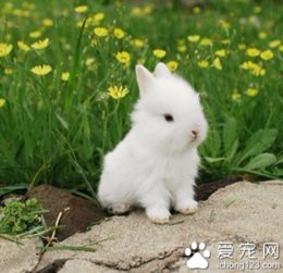 小兔子吃什么 喂养兔子食牧草的好处
