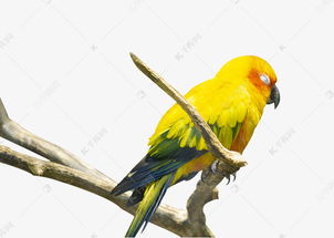 枝头睡觉的黄色鹦鹉素材图片免费下载 千库网 