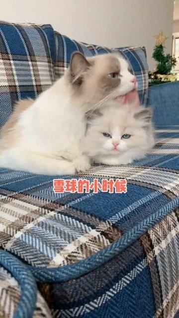 猫宝宝跟妈妈小时候长得像吗 