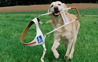 导盲犬一般是什么品种,导盲犬一般是什么品种的狗