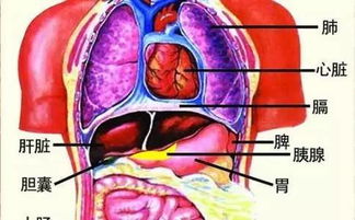 再谈气机升降 中医治病精髓 