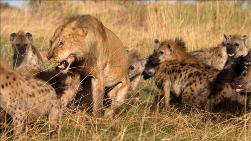 鬣狗大摇大摆走在草原上,此时还不知道自己已经是四只狮子的猎物 