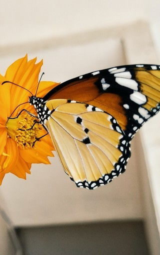 好看的蝴蝶背景图片壁纸