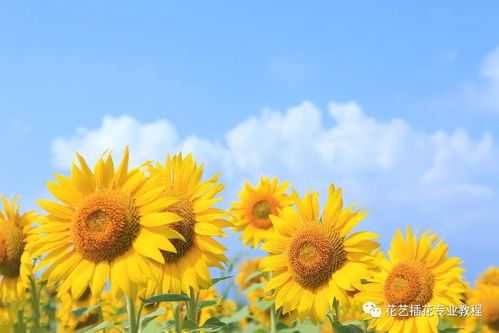 学习花艺插花丨太阳花向日葵,必备养护攻略