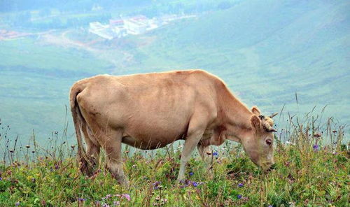 1985年生肖牛最旺的年龄是哪年 什么年龄最难熬 生肖牛快看