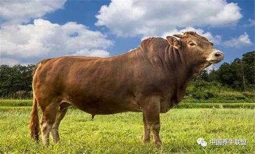 优质肉牛品种的外貌标准是什么